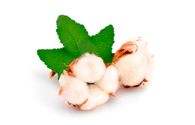 SiegfriedKummer blancket